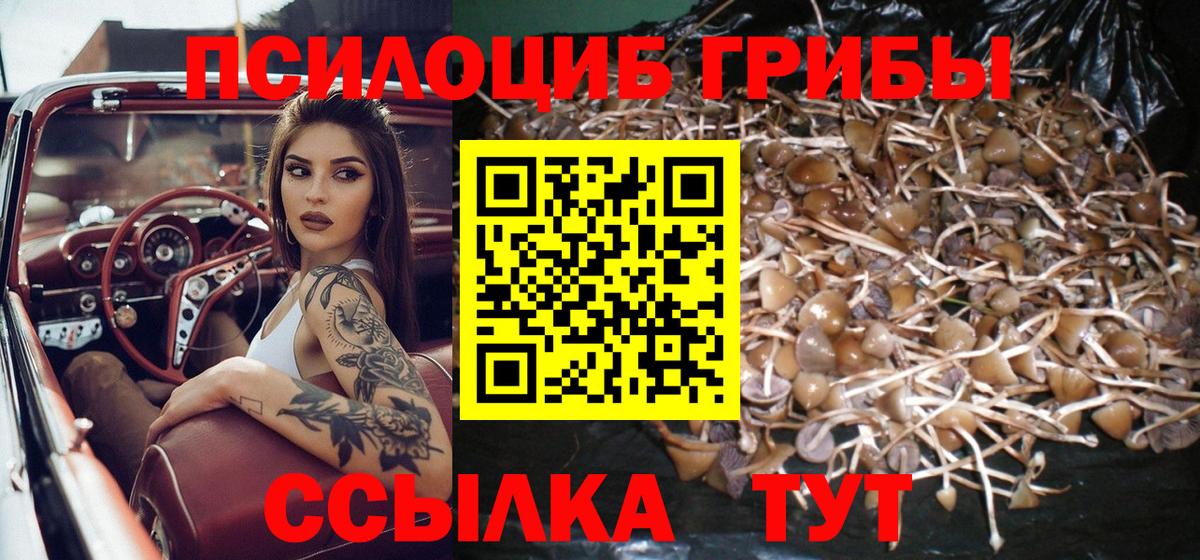 Галлюциногенные грибы Psilocybine cubensis Лыткарино